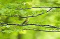 Bøksanger - Wood Warbler (Phylloscopus sibilatrix)